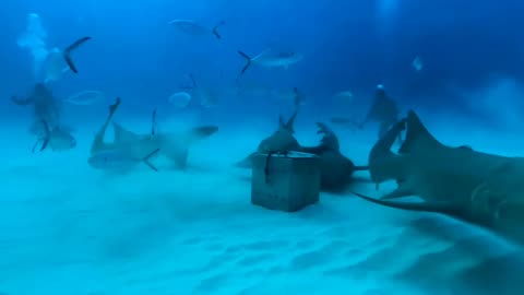 360 ' Diving with Sharks around the World