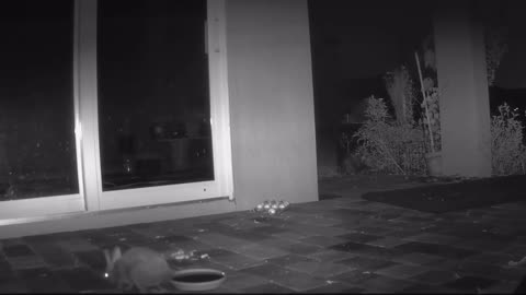 The Mottled Ducklings: 6-13-2025