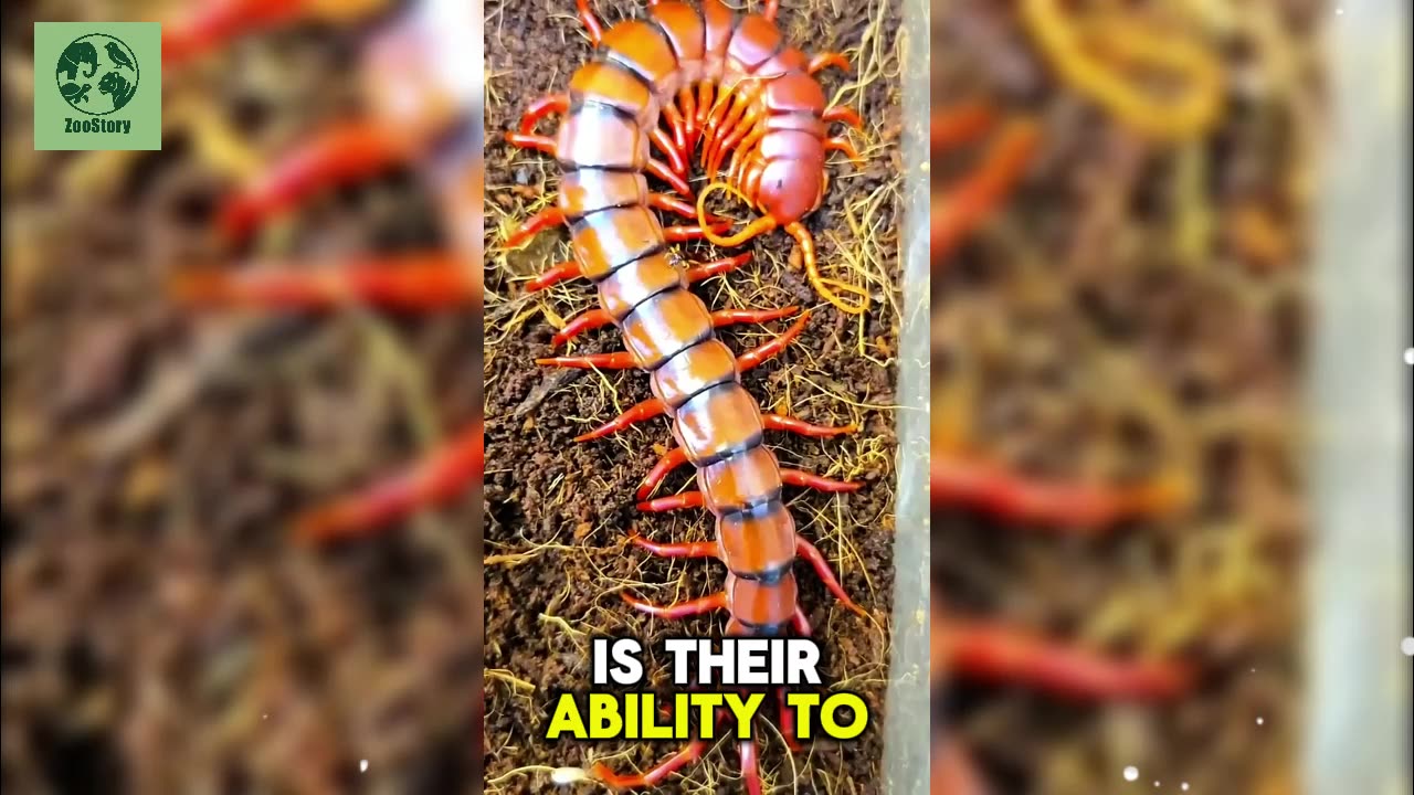 The Fierce World of Centipedes