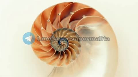 SezioneAurea e Sequenza di Fibonacci