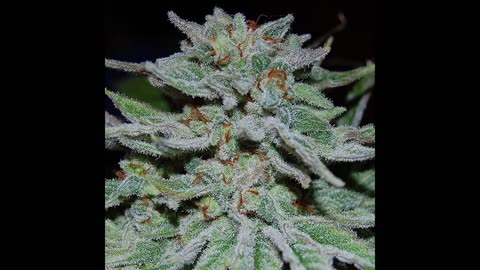 Exotic strains to grow