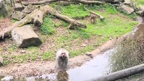 🤣🔥 You Won't Believe What Happens When a Guy Challenges a Baboon! | FunFM