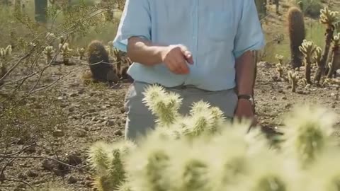 🔥🌵 You Won't Believe The Deadliest Plant In The Desert! | FeedMyCuriosity