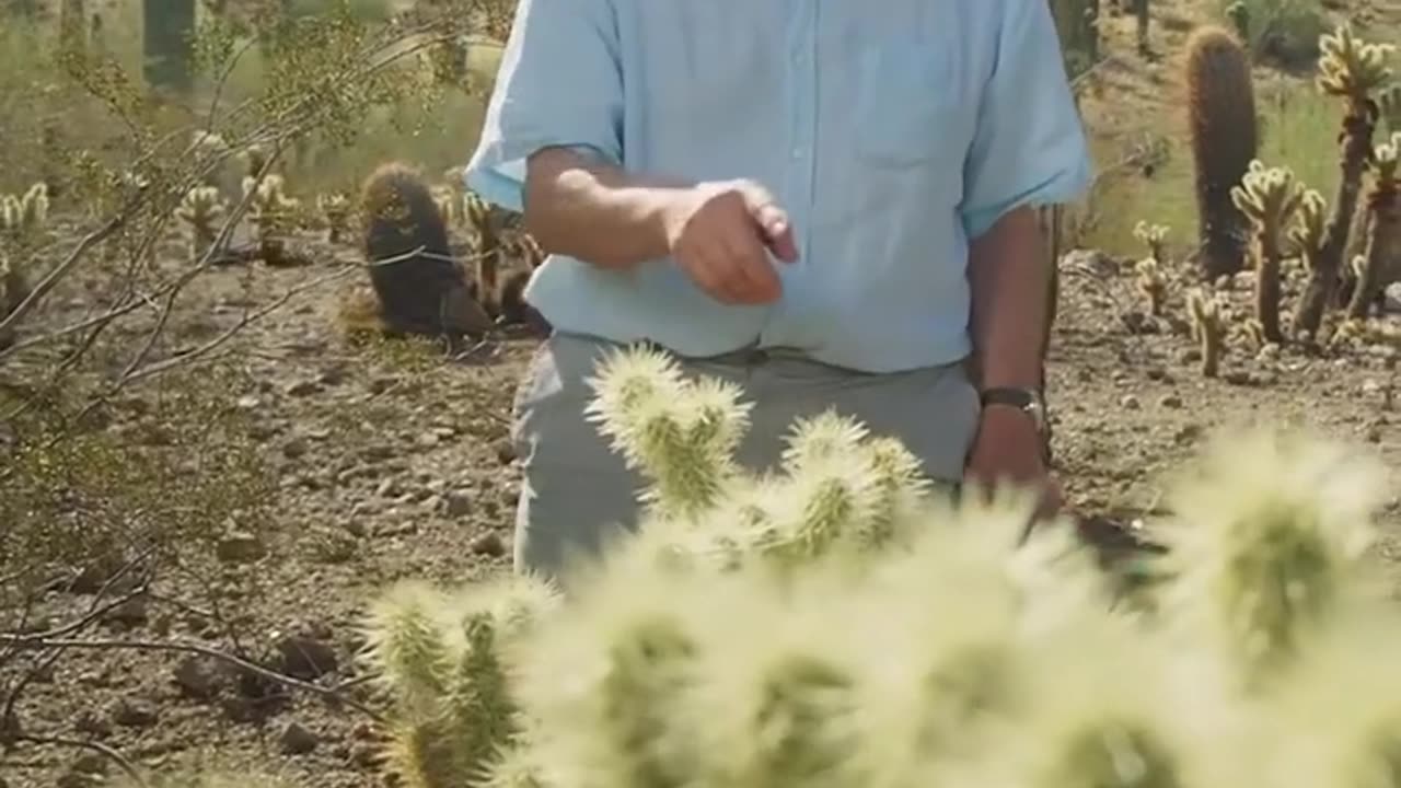 🔥🌵 You Won't Believe The Deadliest Plant In The Desert! | FeedMyCuriosity