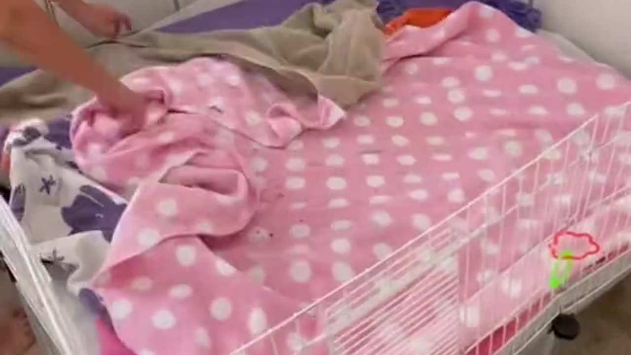 guinea pet bed