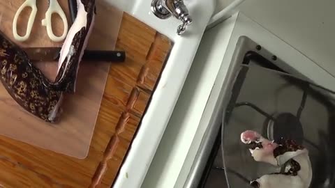 come sfiletto la murena, pescata qualche giorno fa, e come friggo il filetto_part5