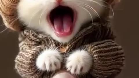 WOW🙀 This Little Tiger Acts Just Like a House Cat!