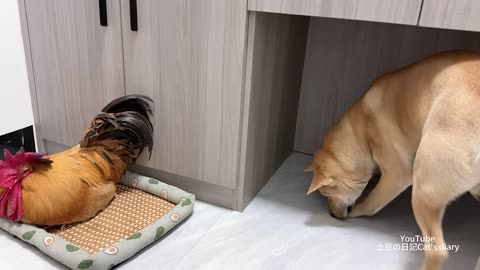 The dog is very angry about the rooster's behavior!The dog protects the kitten. Funny cute animals