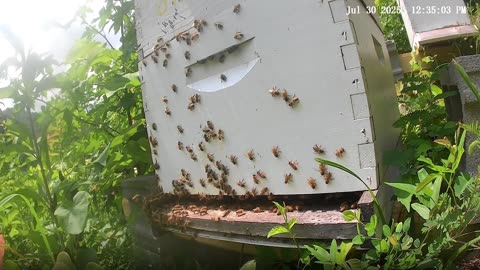 Bees on a Wednesday at Noon