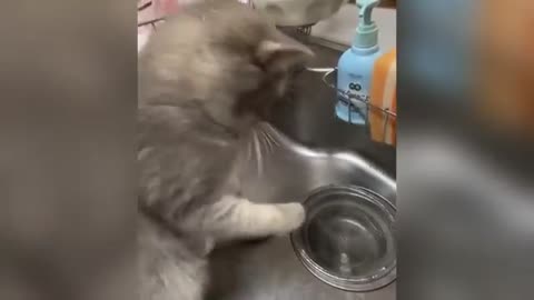 Funny animals video