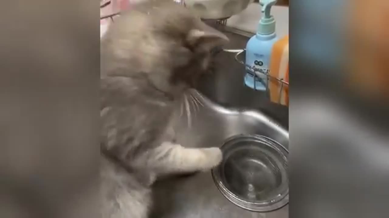Funny animals video