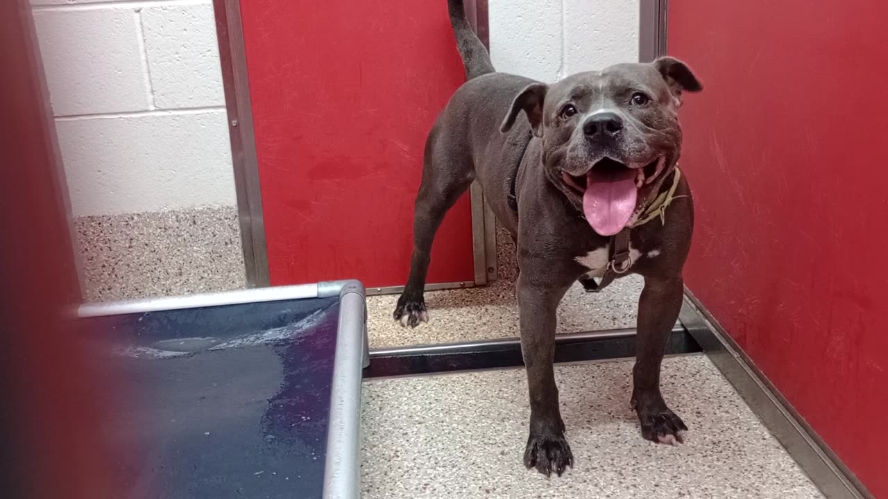 Anakin 3y A873630 kennel 27 pod 1 PACC shelter he's always very angry with me barks a lot2025827953