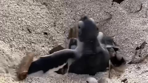 Baby turtle