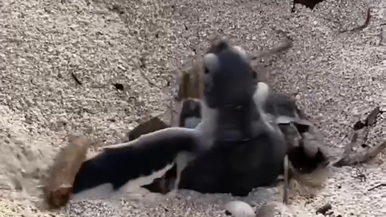 Baby turtle