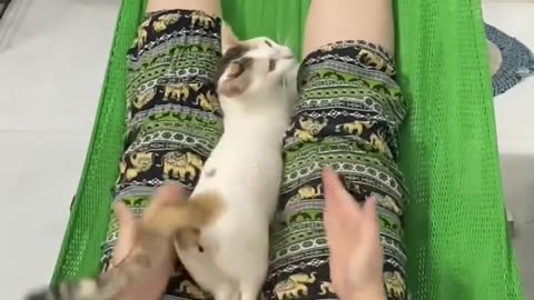 😂😹 Don't Laugh Challenge: Pet Edition 🐶🐾