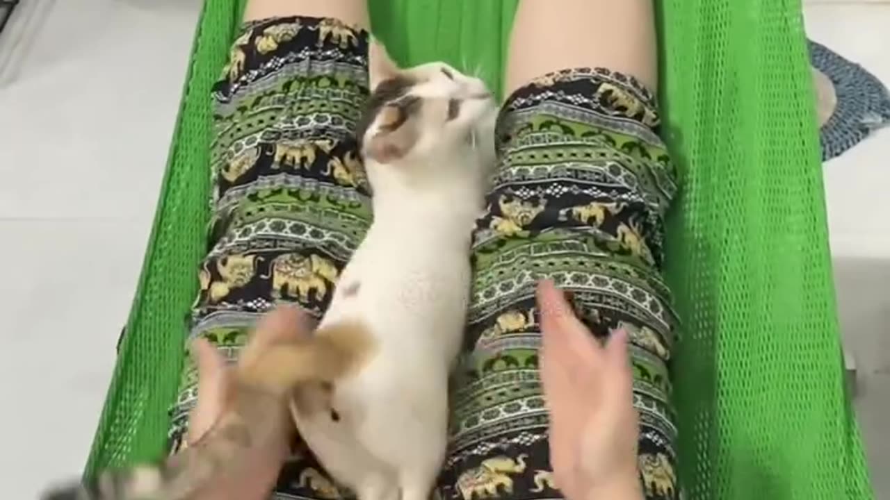 😂😹 Don't Laugh Challenge: Pet Edition 🐶🐾