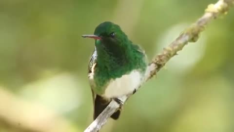 Snowy-bellied Hummingbird - World Birds