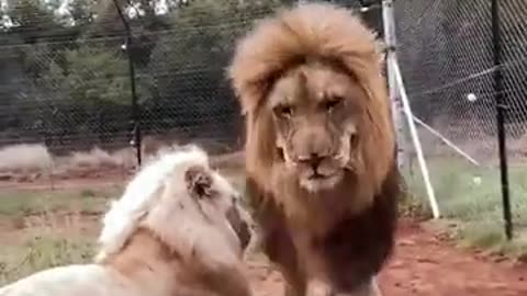 Animal caught on camera