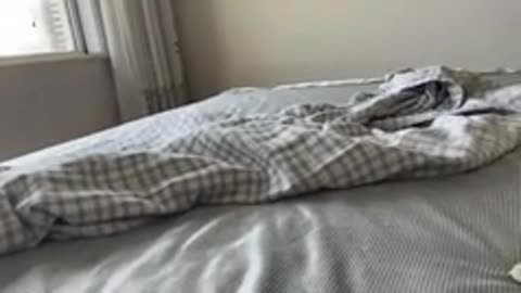 Funniest Cats and Dogs Clip 2025Try Not To Laugh