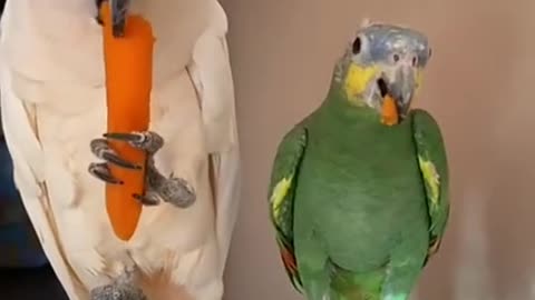 "These Parrots Know How to Share!" 🐦🥰
