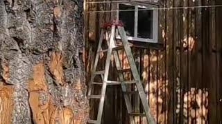 Axe Throwing Fails! Squirrels Beware! Epic Hatchet Moments! #livingoffgrid