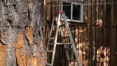 Axe Throwing Fails! Squirrels Beware! Epic Hatchet Moments! #livingoffgrid