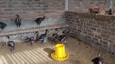 Fighting cocks in the coop, of my family_000_ Date 09.12