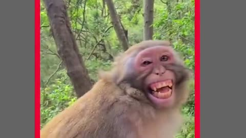 unlimited funny video