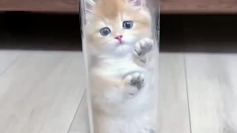 Very cute cat in glass bottle. Follow us
