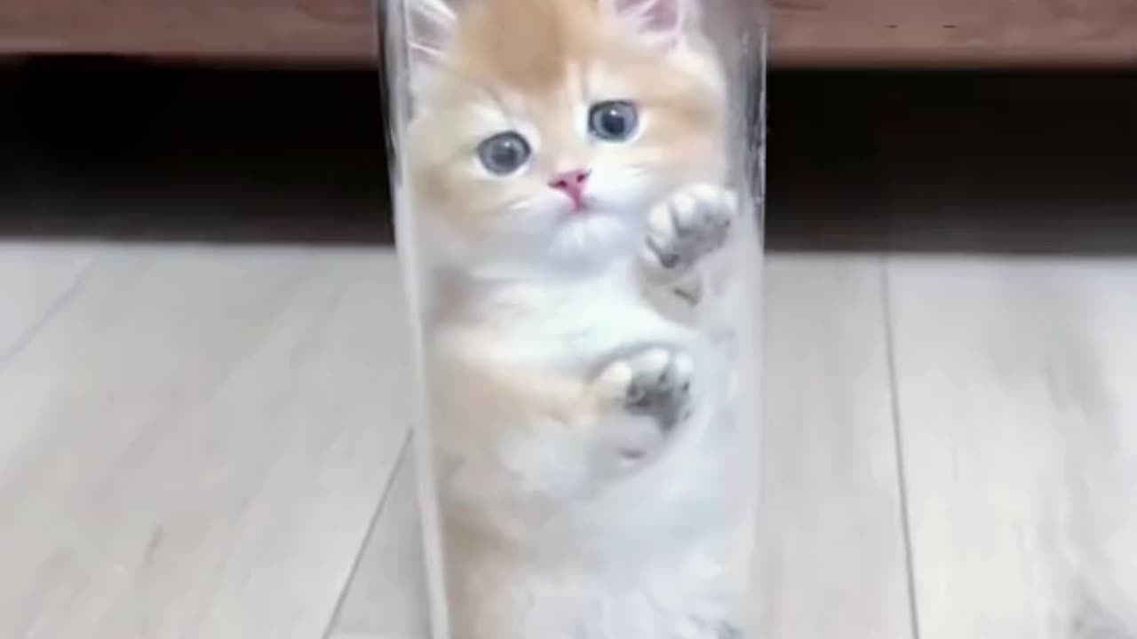 Very cute cat in glass bottle. Follow us