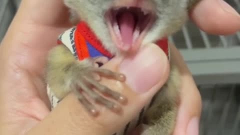 Tiny Loris Gets Cozy and Lazy on a Hand!