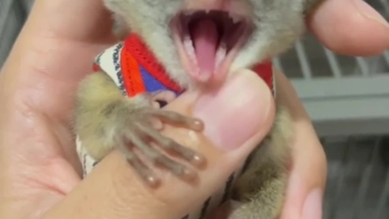 Tiny Loris Gets Cozy and Lazy on a Hand!