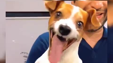 Top 3 Funniest Dog Laughing 🐶😂 Mirth Moments