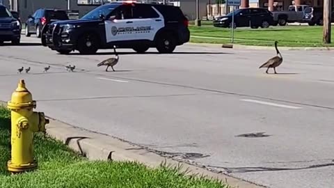 family of geese crossing the street