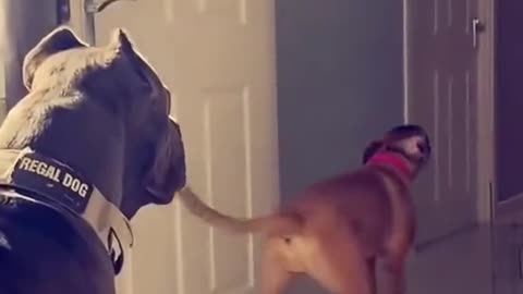 Littels Dog's Comedy Videos 🤣 so cute videos 😍 funny videos 🤣