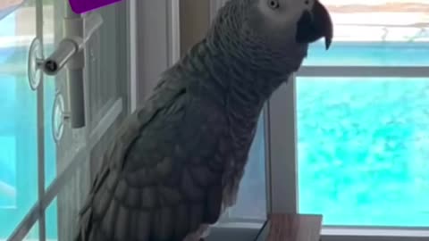 parrot says don’t bite! too funny! 🦜😂