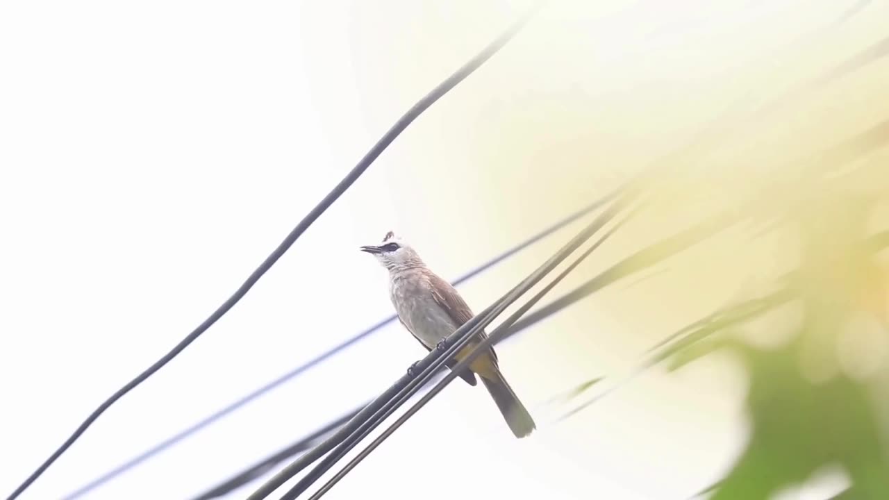 🎶 Warbling of a Nightingale | Soothing Birdsong for Relaxation & Deep Sleep 🌿✨