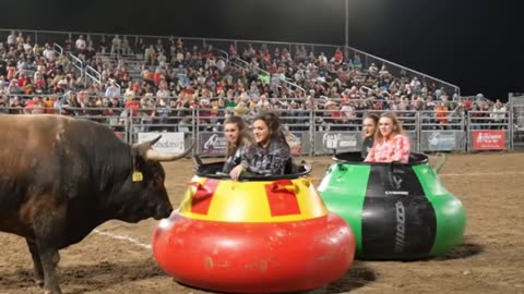 Bull vs. Bumper Cars: The Result is INSANE!