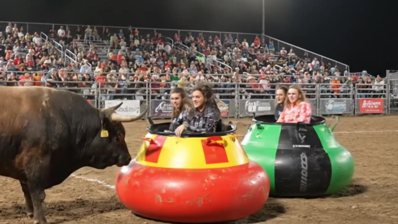 Bull vs. Bumper Cars: The Result is INSANE!