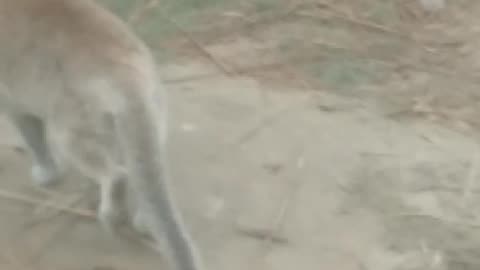 Watch the cat play