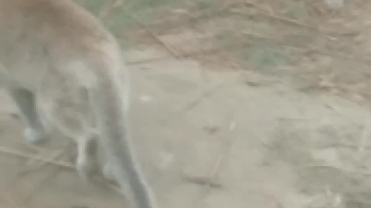 Watch the cat play
