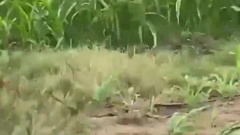 Farmer's drone rescues kids trapped in Flood, Vietnam