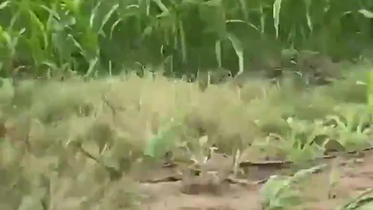 Farmer's drone rescues kids trapped in Flood, Vietnam