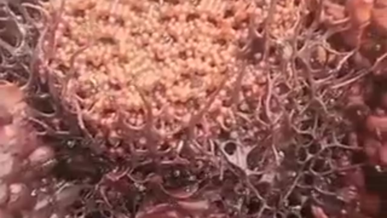 wonders of the world