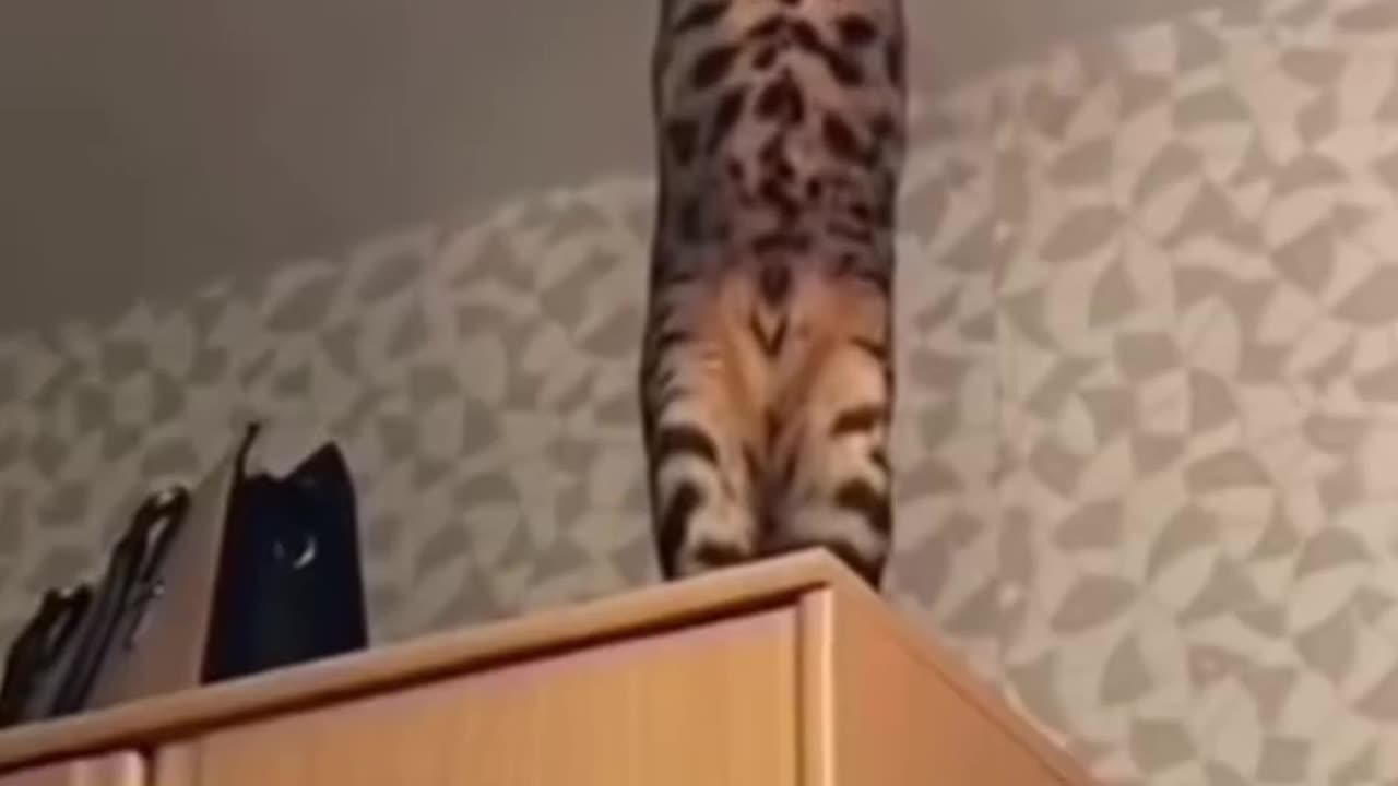 Adorable Cats in Action