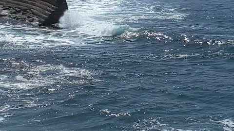 Sunny Beach Day at La Jolla May 2025 #beach #shorts #nature