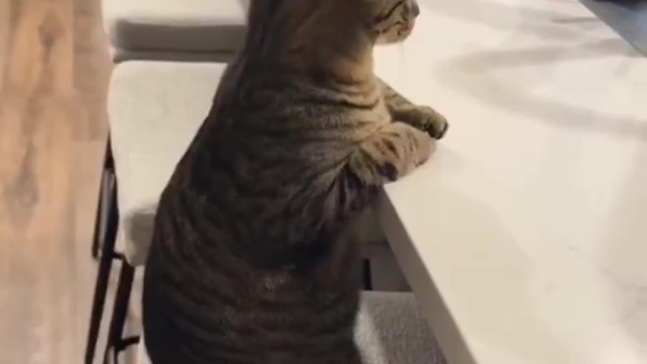 😂🎩 Why This Gentleman Is Truly Distinguished! | FunFM