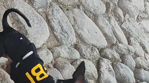 FBI Chihuahua