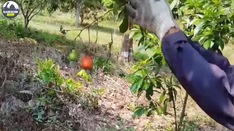 Waste To Weapon! $11.5M Cashew Plant in Burkina Faso