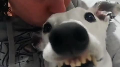 funny animals
